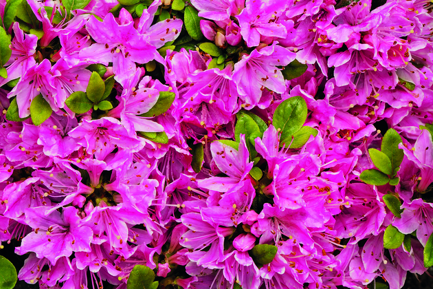 Shutterstock_1409352854.zmenena-velikost.jpg