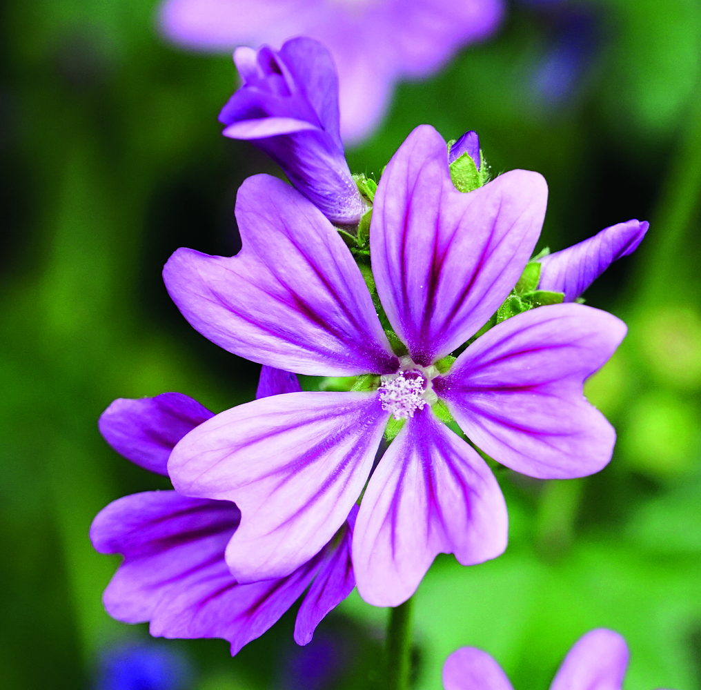 Shutterstock_1450173194.zmenena-velikost.jpg