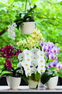 Orchideje – překvapivě nenáročné květiny