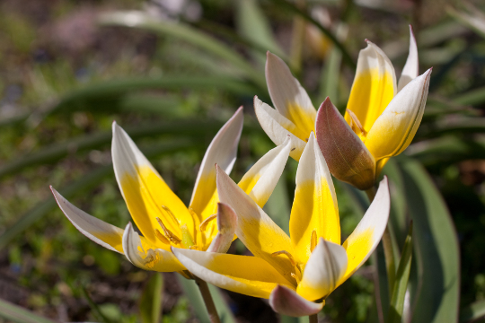 Botanické tulipány