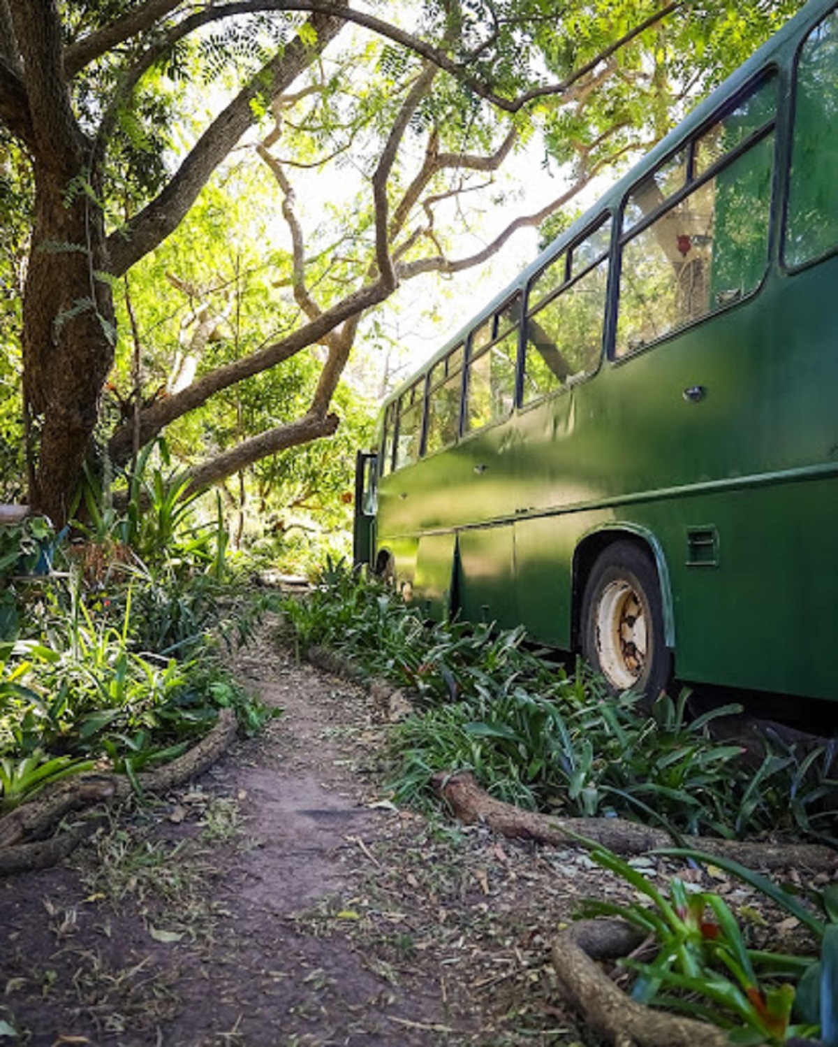 Autobus je zaparkován v lese poblíž Brisbane