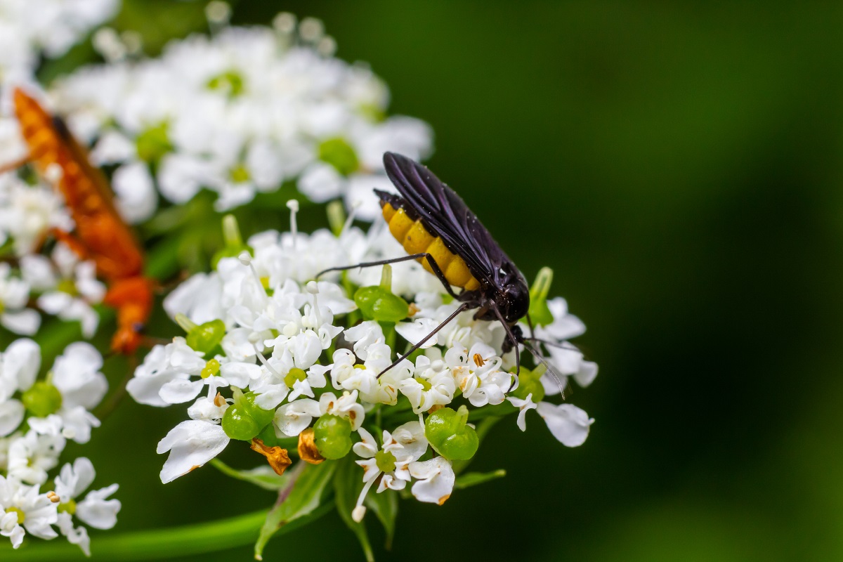 Smutnice poznáte na první pohled podle jejich černého zbarvení a velikosti 1–2 mm.