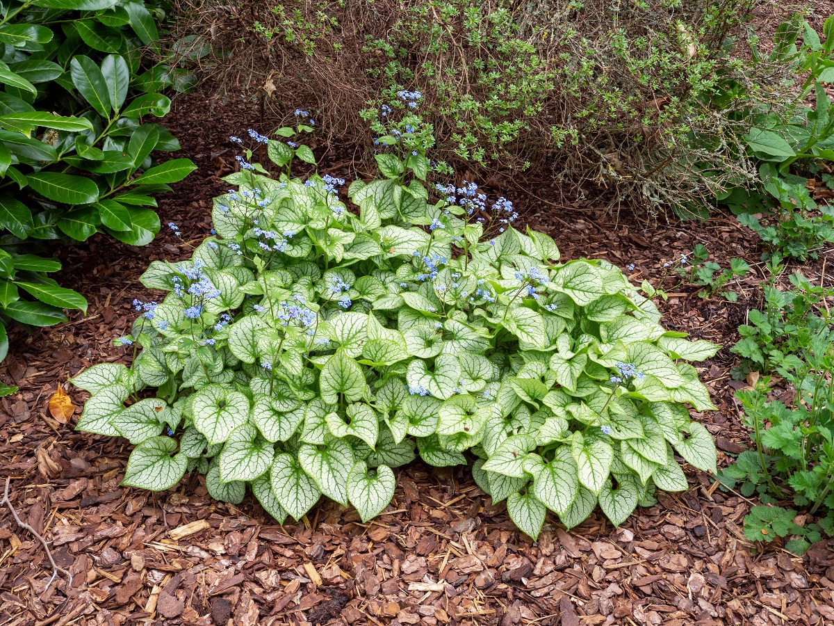 Brunnera macrophylla