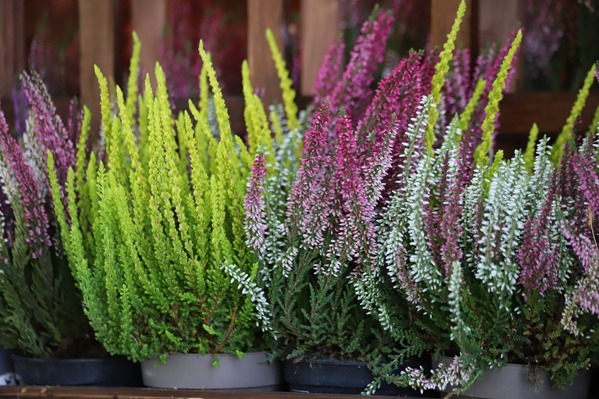 Typickou rostlinou podzimu jsou především vřesy (Calluna vulgaris).