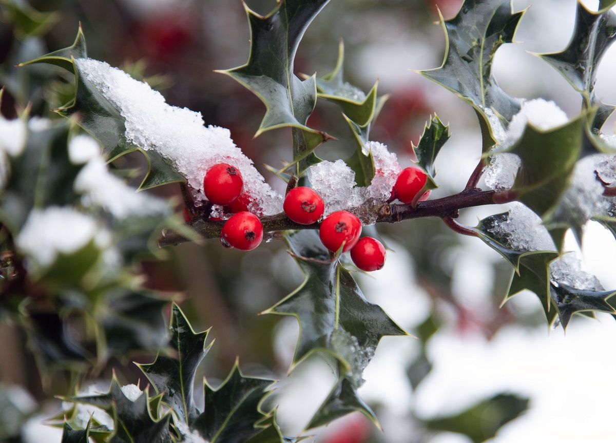 Cesmína (Ilex) 