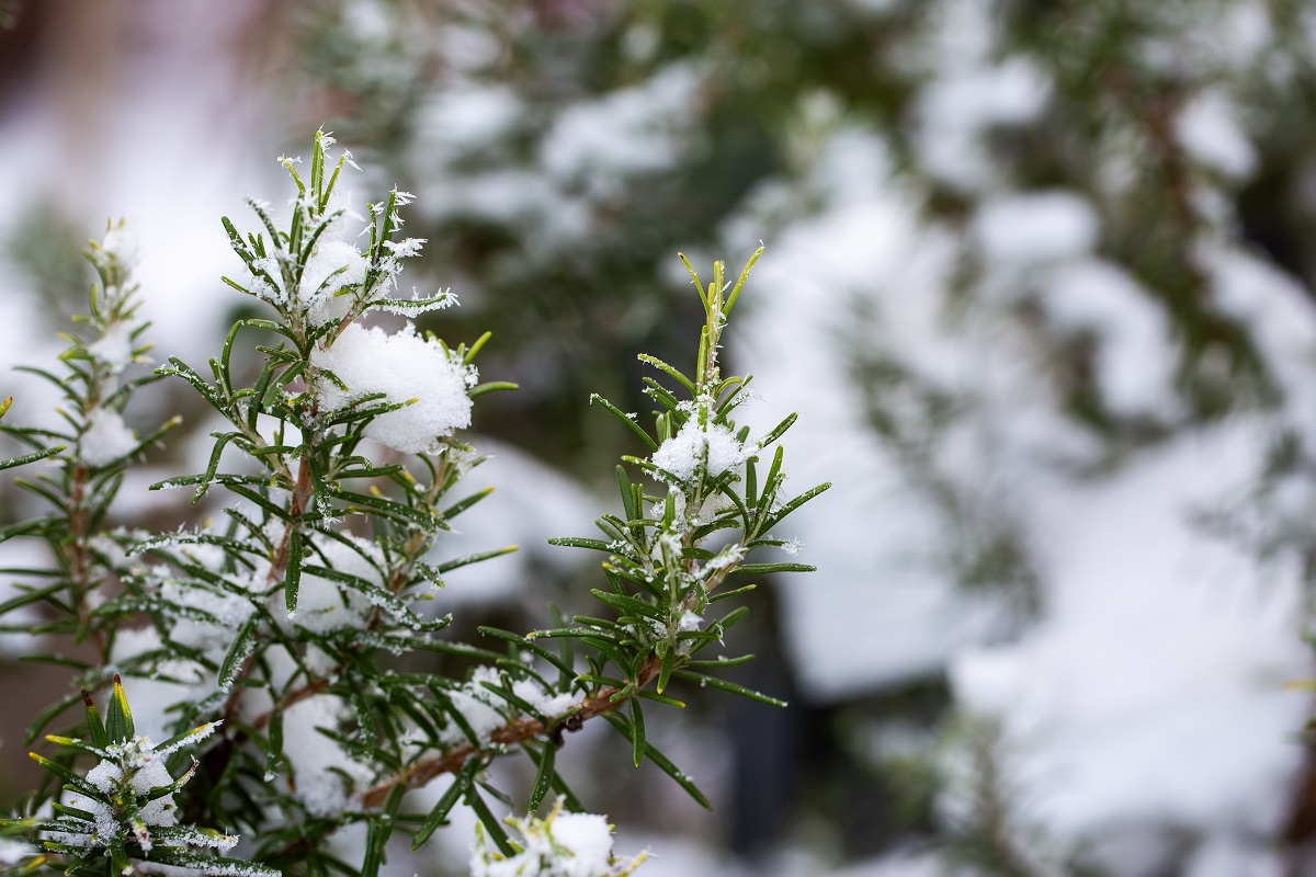 Rozmarýn (Rosmarinus officinalis)