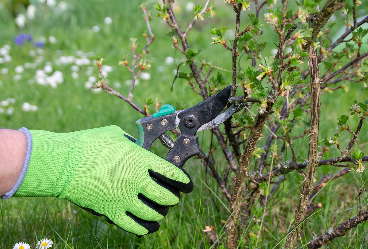 Pokud používáte levné nůžky z hobby marketu, je to velká chyba.