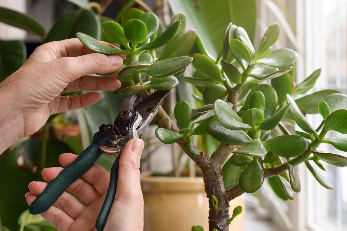 Person's,Hands,Pruning,Jade,Tree,Houseplant,With,Garden,Shears