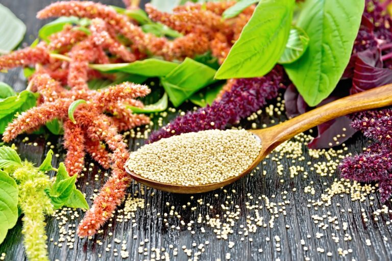 Amarant je velice jemný. Má vysokou nutriční hodnotu