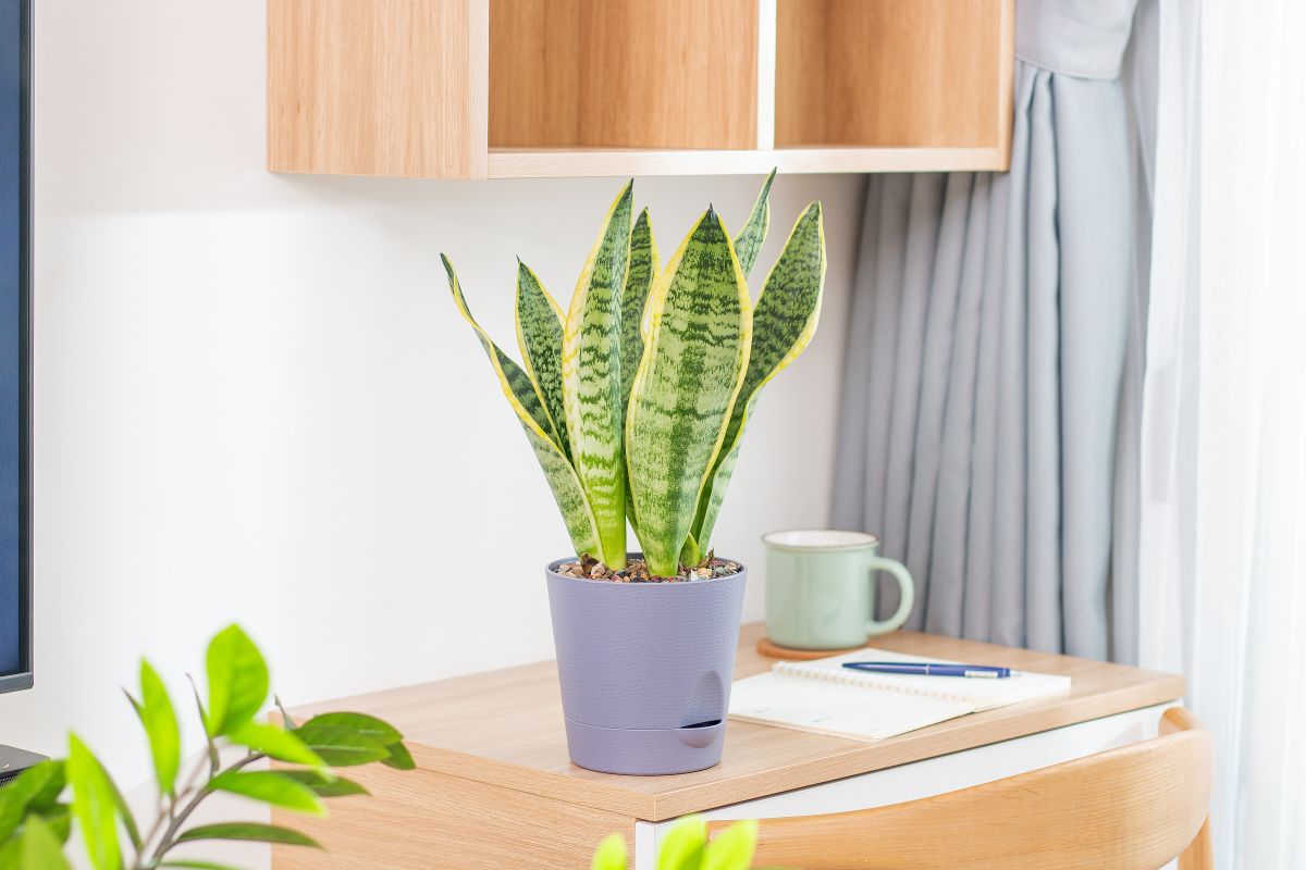 tchýně jazyky (Sansevieria trifasciata)