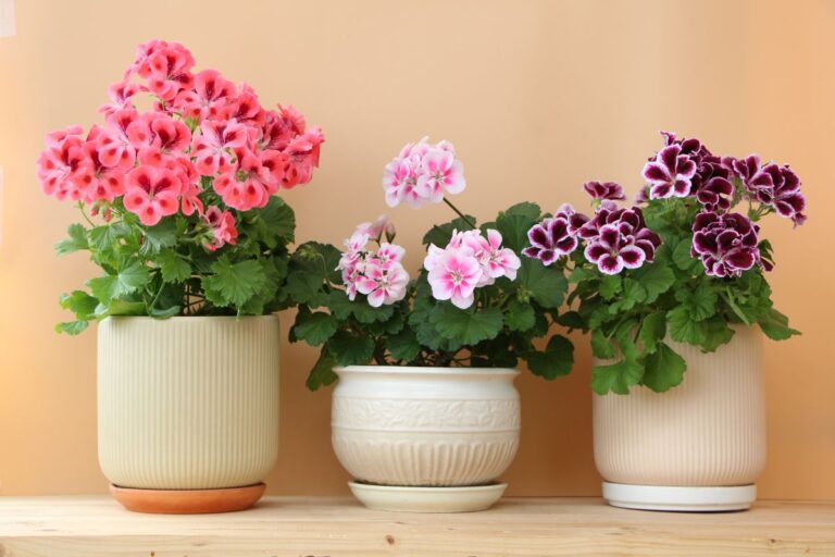 Muškát vzpřímený (Pelargonium zonale)
