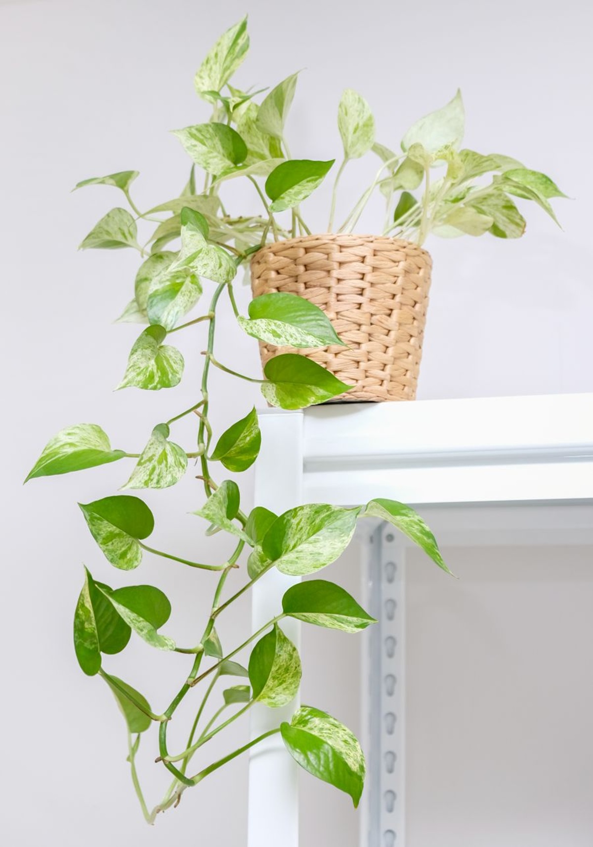Divoký Jeníček (Epipremnum aureum)