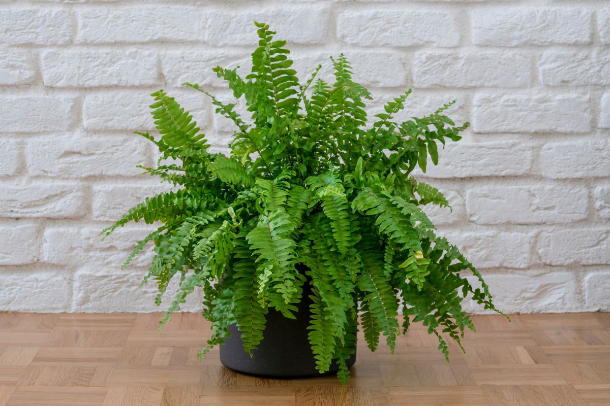 Pokojové kapradiny (Nephrolepis exaltata)