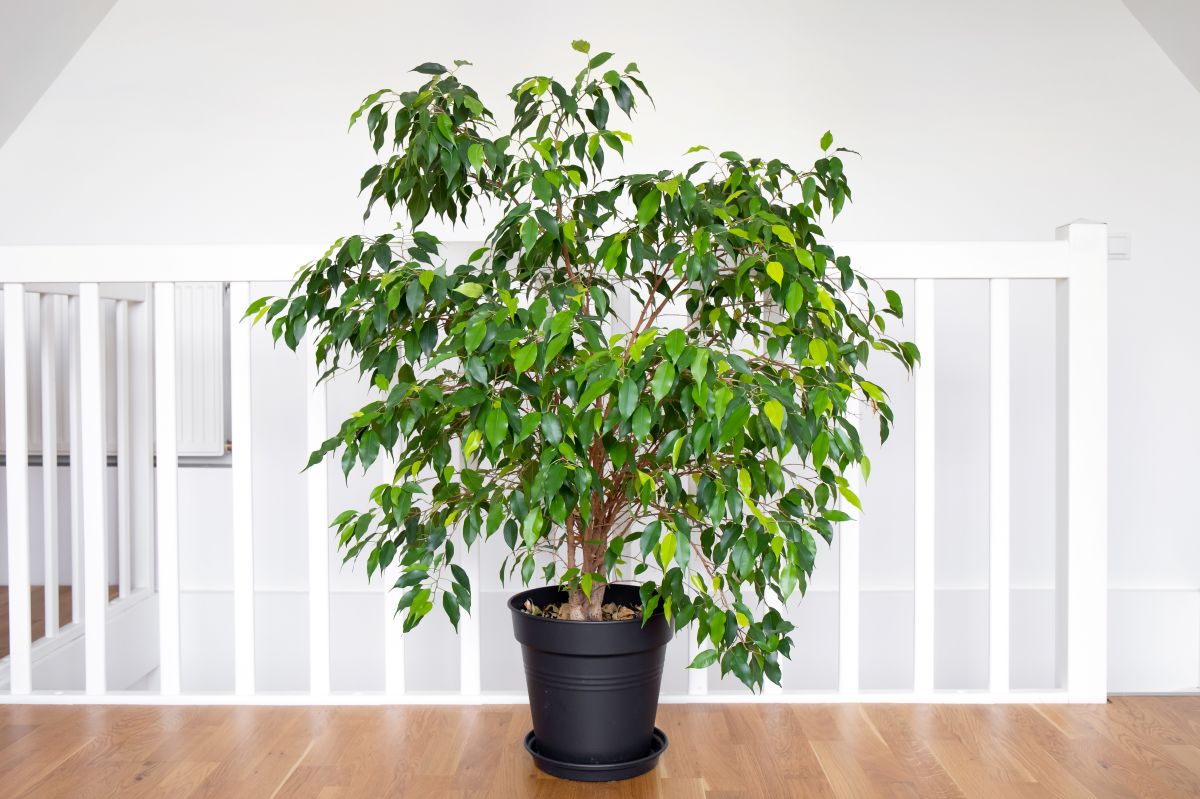 Fikusy (Ficus benjamina)