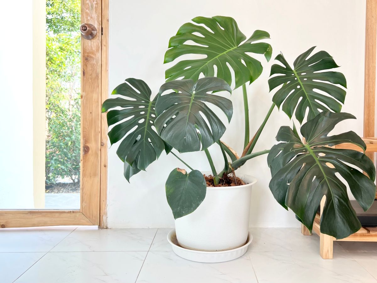 Monstera (Monstera deliciosa)