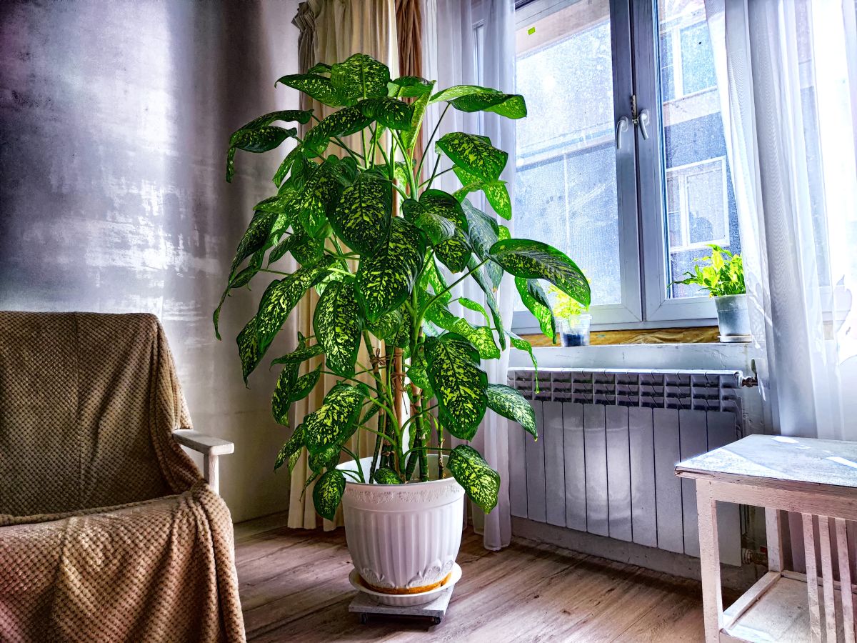 Difenbachie (Dieffenbachia Sublime)