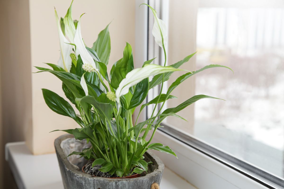Lopatkovec (Spathiphyllum wallisii)