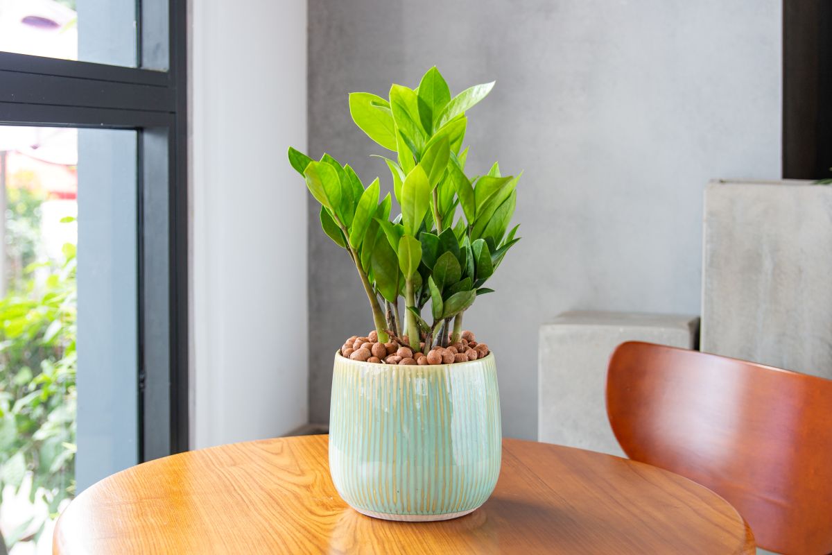 Zamiokulkas (Zamioculcas zamiifolia)