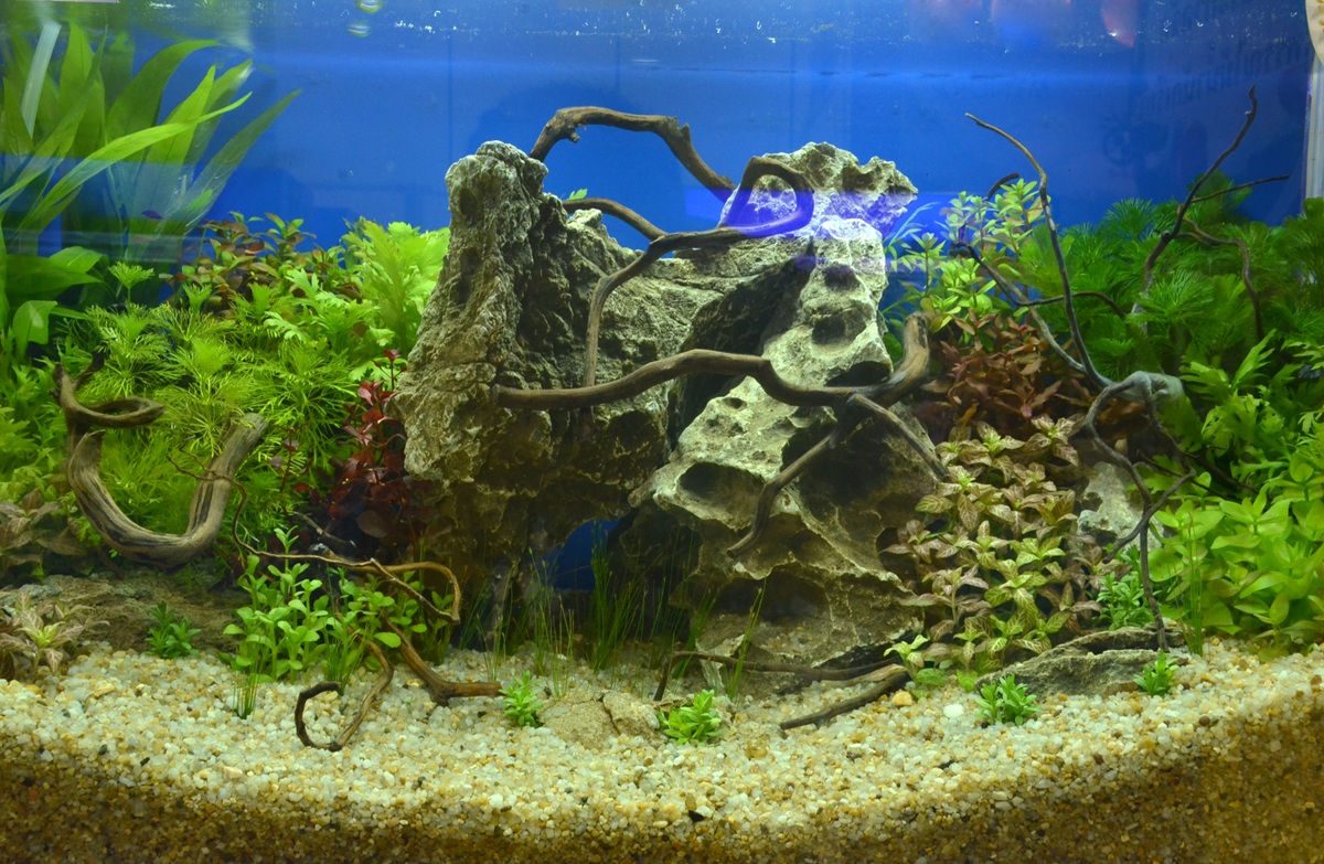 Jak vybrat správné akvárium? Důležitý je materiál a umístění