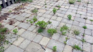 Chcete se zbavit plevele do 24 hodin bez větší námahy? 5 účinných způsobů, jak na to