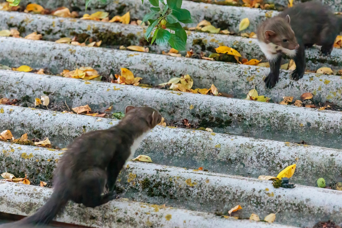 Young,Stone,Martens,Playing,On,A,Wavy,Eternit,Roof,Under