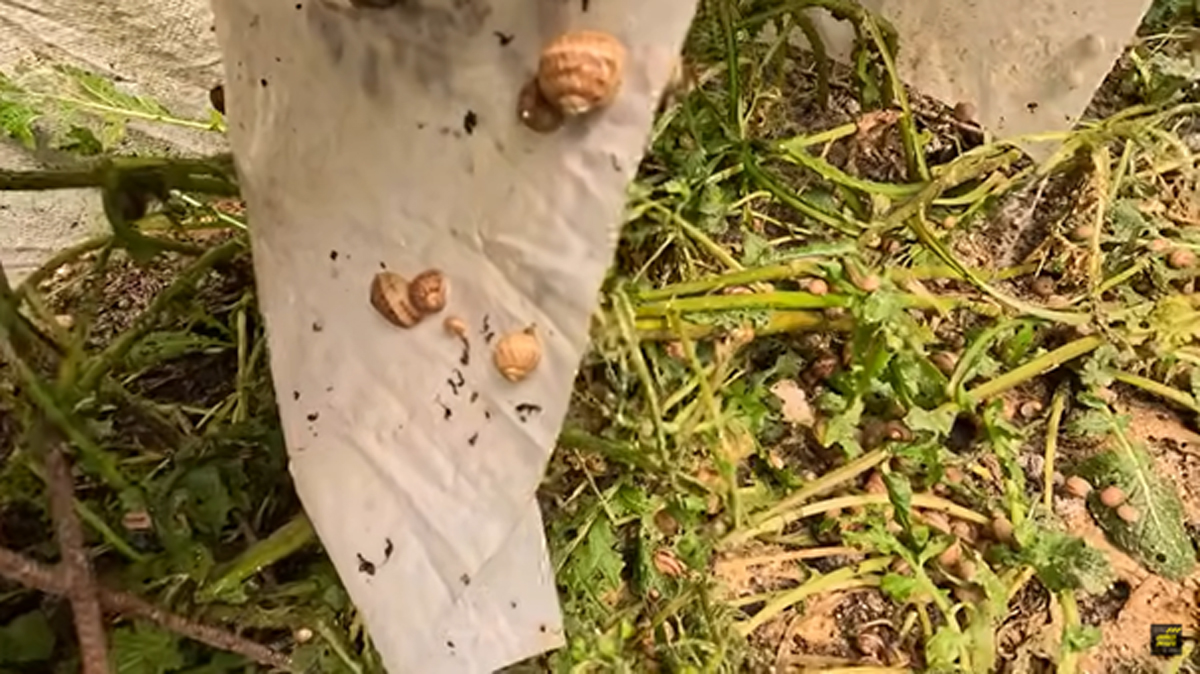 Mladí šneci na farmě během růstu ve venkovním výběhu.