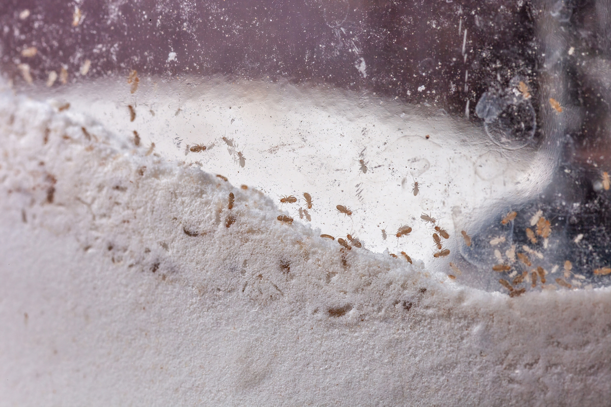 Detail zamořené mouky s drobnými pisivkami (1–2 mm); nejsou to „vši“, živí se plísněmi a objevují se při vyšší vlhkosti.