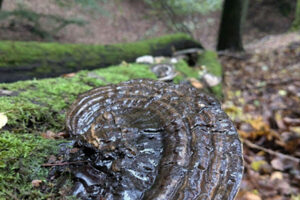 Lesklokorka ploská (Ganoderma applanatum), tmavá dřevokazná houba rostoucí na mrtvém dřevě v českém lese.