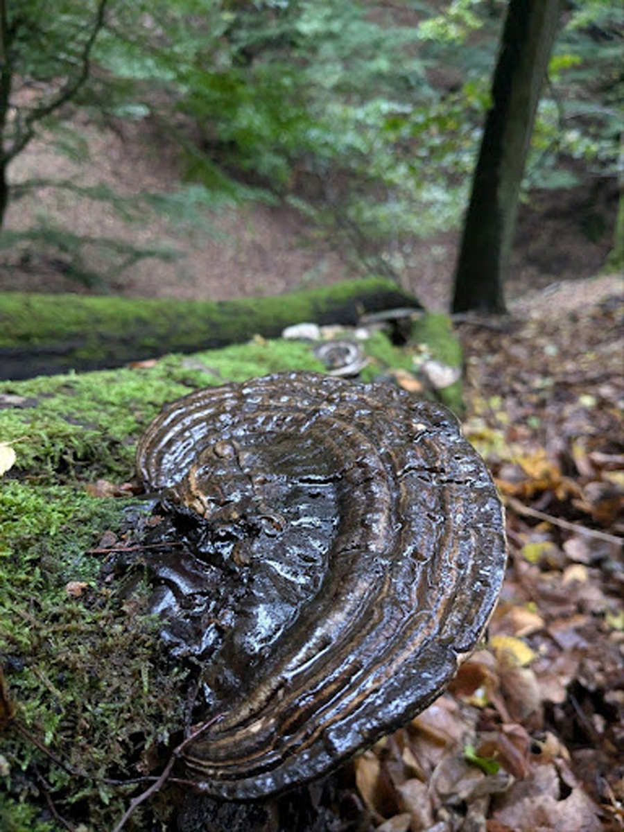Lesklokorka ploská (Ganoderma applanatum), tmavá dřevokazná houba rostoucí na mrtvém dřevě v českém lese.