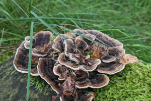 Outkovka pestrá (Trametes versicolor), léčivá houba rostoucí na pařezu pokrytém mechem v listnatém lese.