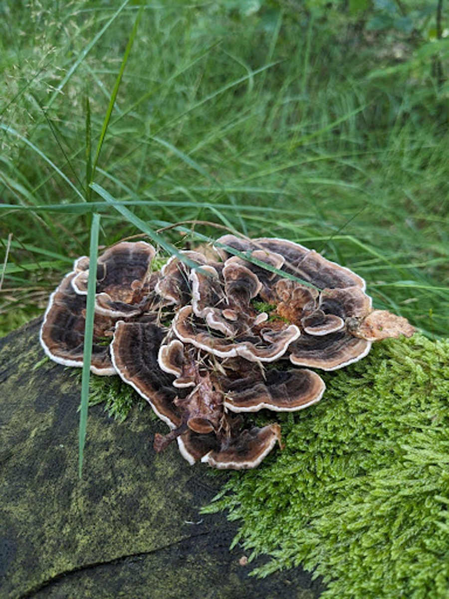 Outkovka pestrá (Trametes versicolor), léčivá houba rostoucí na pařezu pokrytém mechem v listnatém lese.