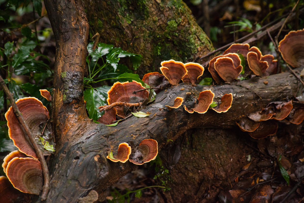 Reishi – lesklokorka lesklá (Ganoderma lucidum), tradiční léčivá houba s oranžovým okrajem rostoucí na kmeni stromu v tropickém lese.