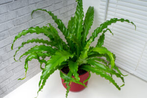 Asplenium nidus (hnízdovice) v červeném květináči na stole u okna, s výrazně zvlněnými zelenými listy.