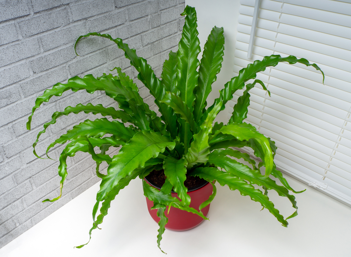 Asplenium nidus (hnízdovice) v červeném květináči na stole u okna, s výrazně zvlněnými zelenými listy.
