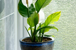 Toulcovka (Spathiphyllum) s bílými květy v modrém květináči na parapetu v koupelně bez přímého světla.