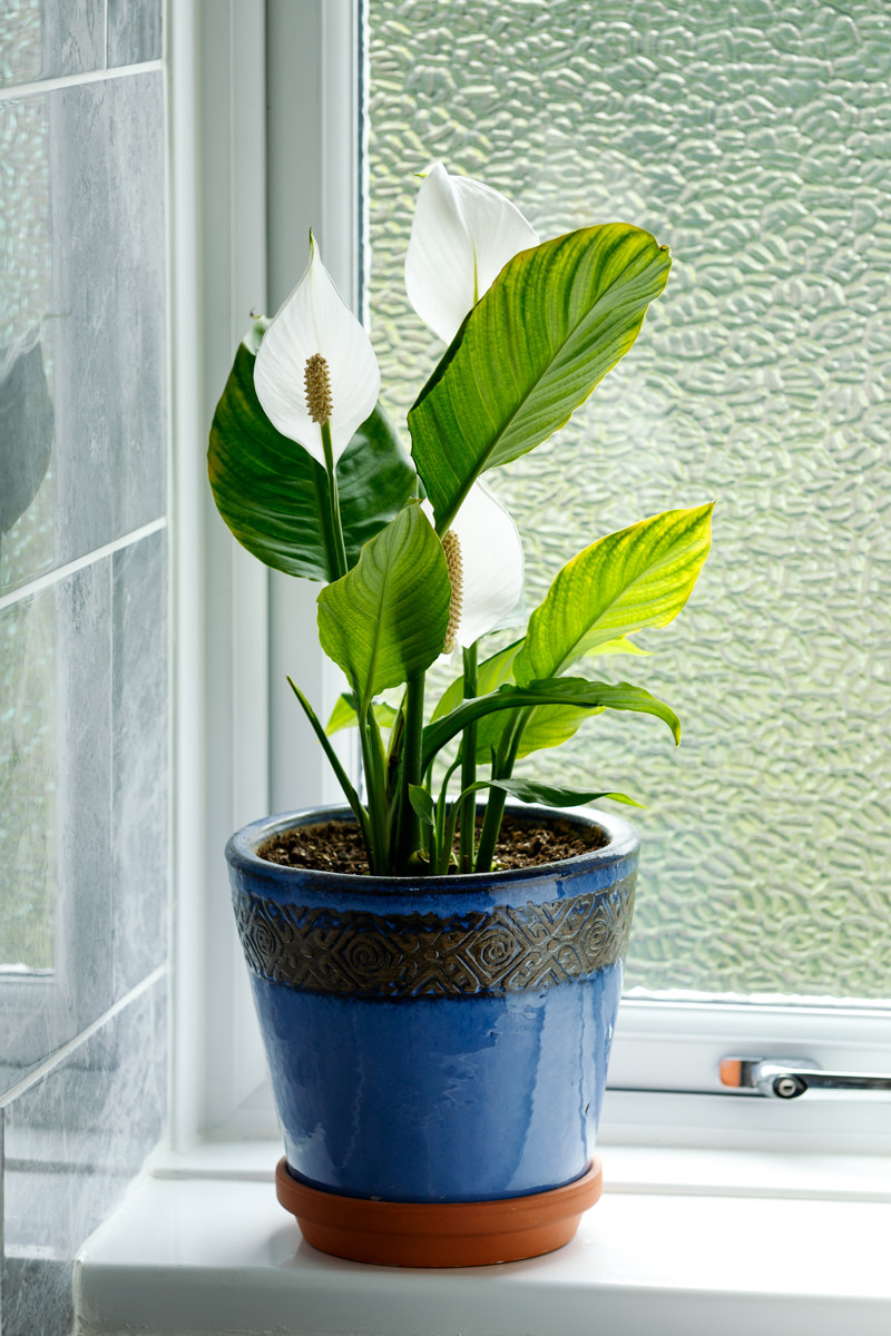 Toulcovka (Spathiphyllum) s bílými květy v modrém květináči na parapetu v koupelně bez přímého světla.