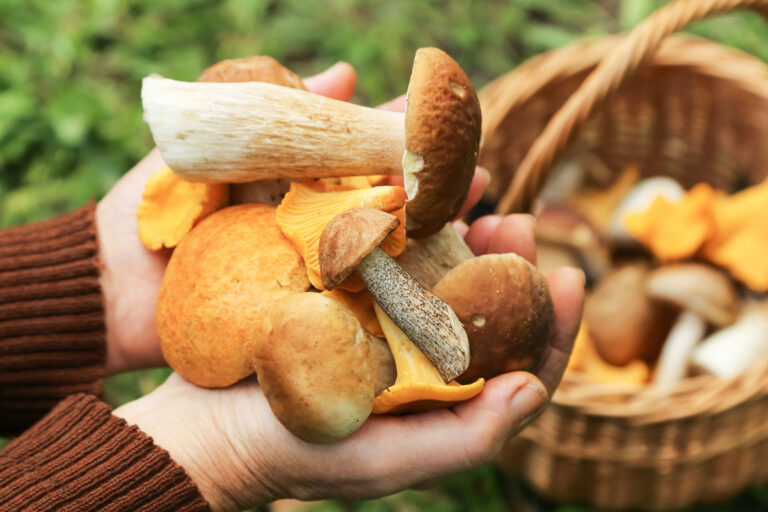 Čerstvě nasbírané lesní houby v dlaních houbaře s proutěným košíkem v pozadí.