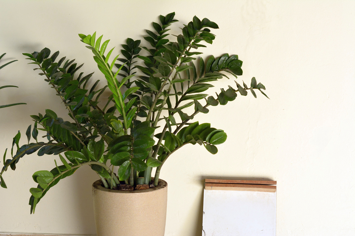 Pokojová rostlina zamioculcas v béžovém květináči u světlé stěny, ideální volba do koupelny bez přímého světla.
