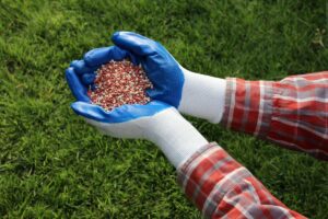 podzimní hnojení trávniku