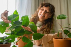 Žena pečuje o pokojovou rostlinu s lesklými zelenými listy.