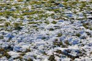 zasněžený trávník