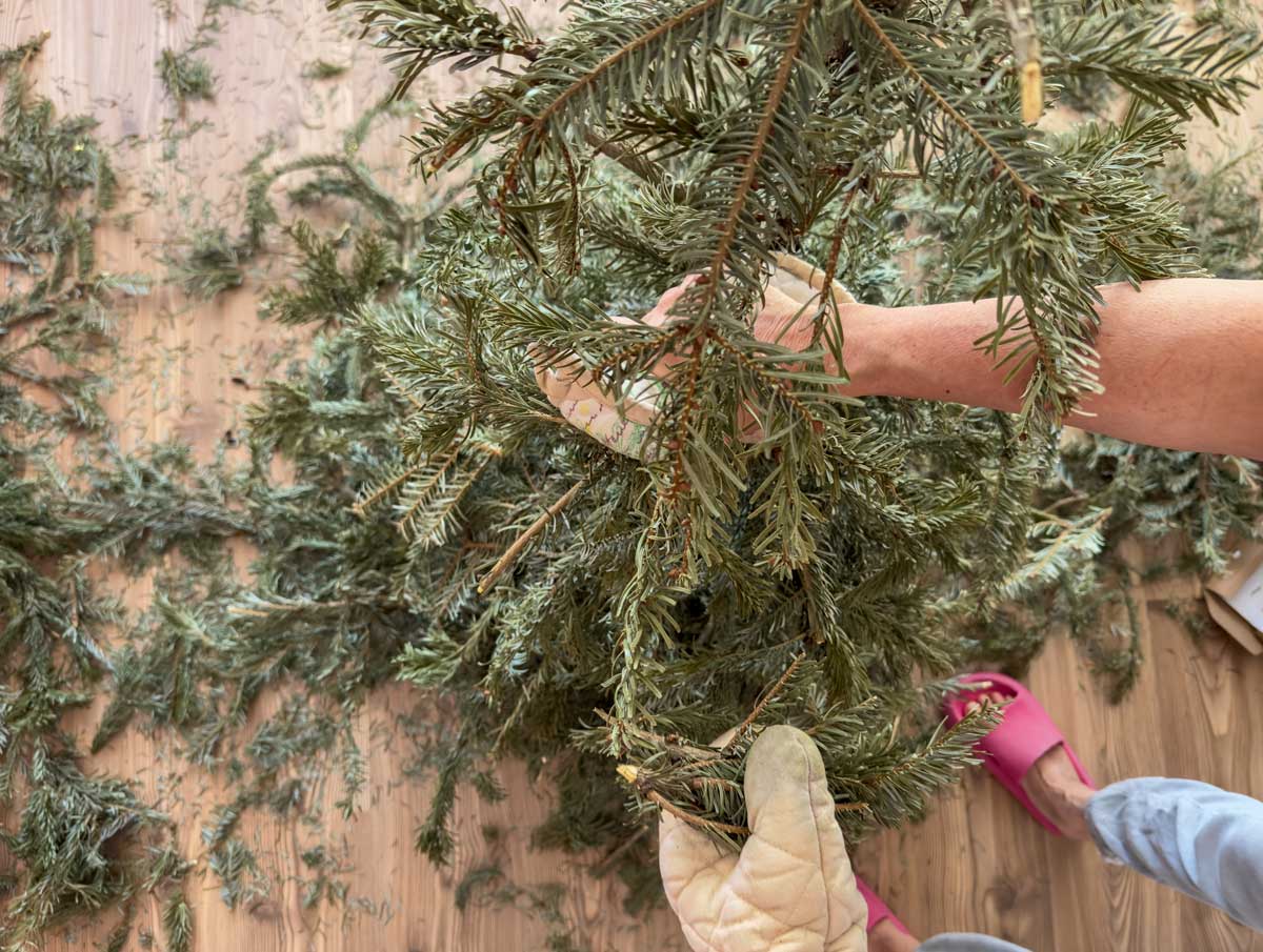 Rozřezané větve vánočního stromku připravené ke kompostování