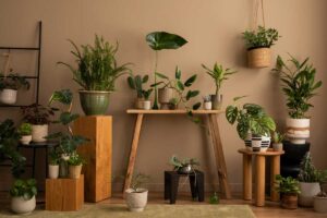 Pokojové rostliny jako přirození zvlhčovače vzduchu v interiéru