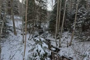 Lesní potok v Mezihoří v zimě