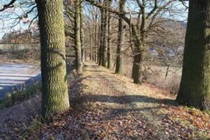 Stezka u rybníku v Mezihoří v současnosti