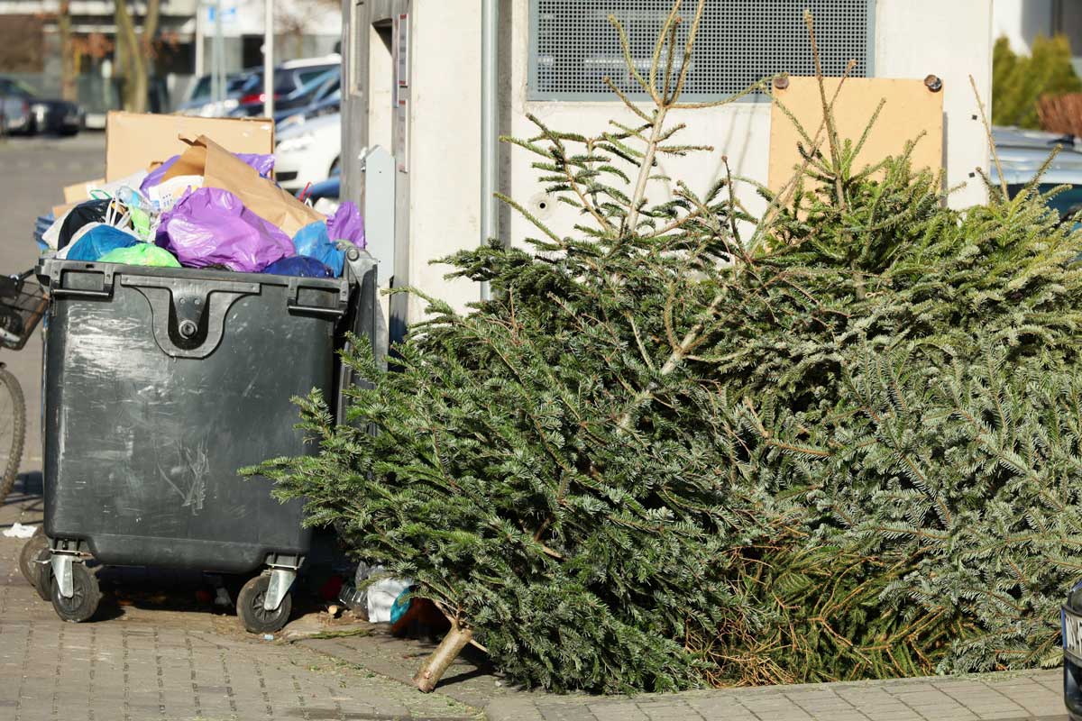 Více vyhozených vánočních stromků u kontejneru na směsný odpad