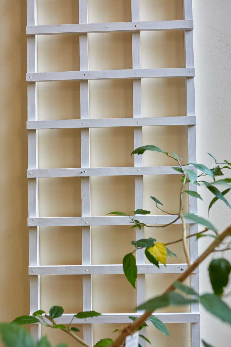 Dřevěná mříž slouží jako široká opora pro monsteru rostoucí do šířky a umožňuje tvarovat její stonky podél stěny.