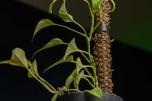 Mechová tyč poskytuje monsterě vlhké prostředí, díky kterému se vzdušné kořeny snadno přichytí a zakoření.