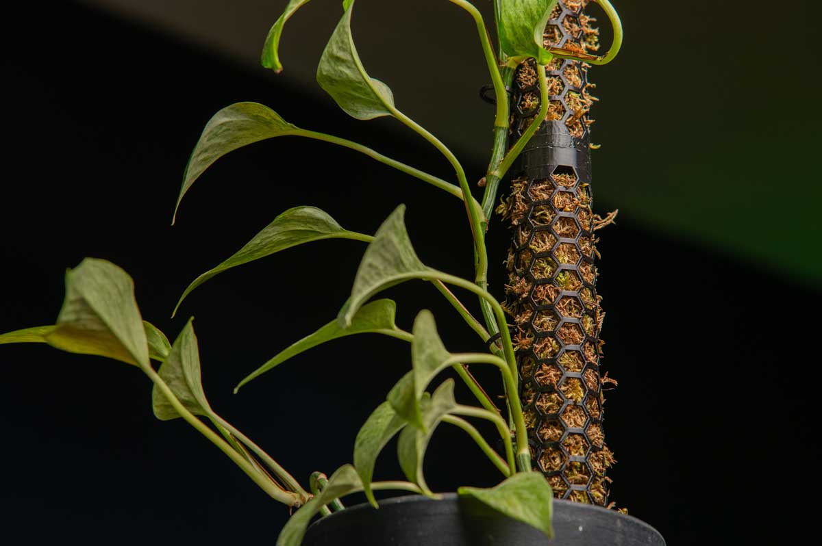 Mechová tyč poskytuje monsterě vlhké prostředí, díky kterému se vzdušné kořeny snadno přichytí a zakoření.