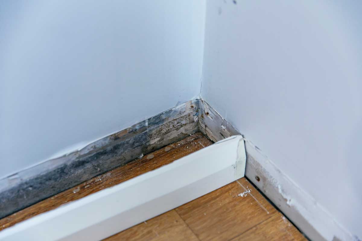 Plíseň a vlhkost ukrytá za podlahovou lištou u obvodové zdi